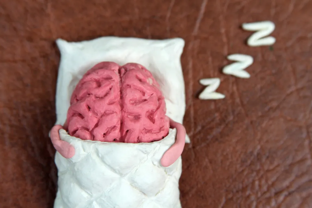 Your Brain Is Always “Falling Asleep”