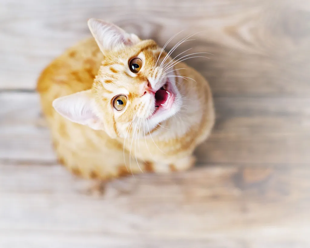 OMG Facts: Cats